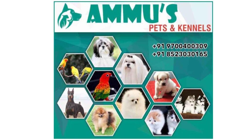 Ammu S Pets And Kennela Hellohyderabad Org