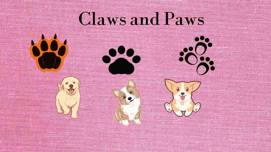 Claws & Paws