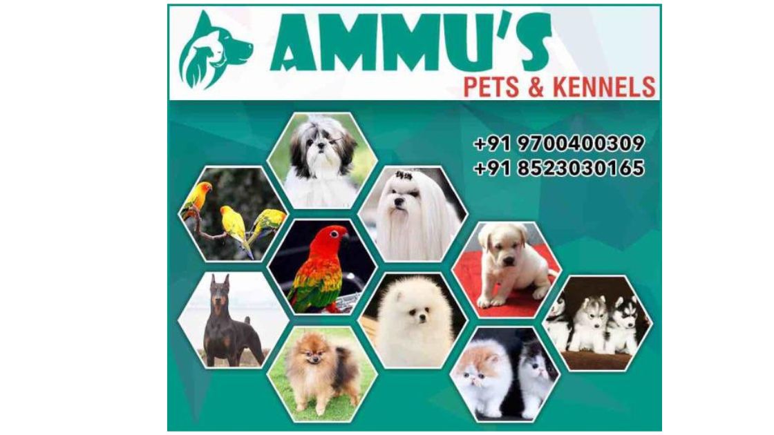 Ammu’s Pets and Kennela